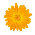 Calendula or Marigold flower isolated on white Royalty Free Stock Photo