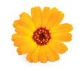 Calendula. Marigold flower isolated on white background