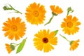 Calendula. Marigold flower isolated on white background. Top view. Flat lay pattern Royalty Free Stock Photo