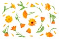 Calendula. Marigold flower isolated on white background. Top view. Flat lay pattern Royalty Free Stock Photo