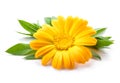 Calendula. Marigold flower with leaves isolated on white Royalty Free Stock Photo