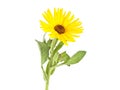 Calendula. Marigold flower with leaves isolated on white background