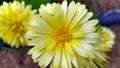 Calendula. Marigold flowers close-up. Beautiful yellow daisies grow in a flower bed in the garden Royalty Free Stock Photo