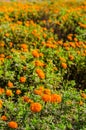 Calendula or marigold flowers in garden