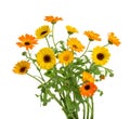 Calendula. Marigold flowers with leaves isolated on white