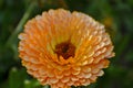 Calendula, or Marigold, is a genus of herbaceous