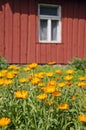 Calendula marigold medical flowers in farm near house Royalty Free Stock Photo