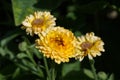 Calendula, or marigolds blooms in the summer garden