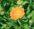 Calendula(Marigolds) flower with fresh butt.