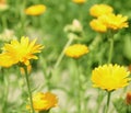 Calendula(Marigolds) flowers.