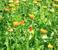 Calendula(Marigolds) flowers.