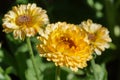 Calendula, or marigolds in the summer garden close-up