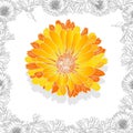 Calendula. Medical herb illustration isolated on white. Vector illustration