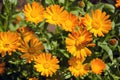 Calendula medical herb Marigold flowers in the meadow Royalty Free Stock Photo