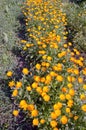 Calendula medical herb Marigold flowers in summer