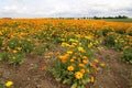 Calendula, medicinal flowers grow in a field