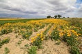 Calendula, medicinal flowers grow in a field in Germany