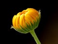Calendula, medicinal plant with closed flower