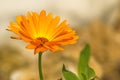 Calendula, medicinal plant