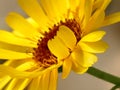 Calendula, medicinal plant with flower