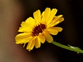 Calendula, medicinal plant with flower