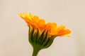 Calendula, medicinal plant with flower