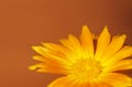 Calendula on an ocre orange background