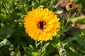 Calendula Officinal In Sunny Flower Garden.