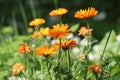 Calendula officinalis, medicinal plant fitoteraphy Royalty Free Stock Photo