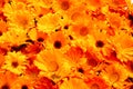 Calendula officinalis. Bright orange background with marigold flowers. Medicinal herb Royalty Free Stock Photo