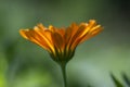 Calendula officinalis bright orange flowers in bloom, beautiful medical flowering plant