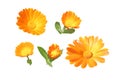 Calendula or marigold flowers and buds set isolated on white. Transparent png additional format Royalty Free Stock Photo