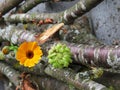 Calendula officinalis close up on the bark of a tree Royalty Free Stock Photo