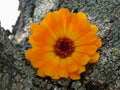 Calendula officinalis close up on the bark of a tree Royalty Free Stock Photo