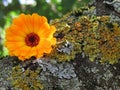 Calendula officinalis close up on the bark of a tree Royalty Free Stock Photo