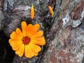 Calendula officinalis close up on the bark of a tree Royalty Free Stock Photo