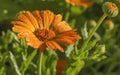 Calendula officinalis close-up. Raindrops in the petals. Microdrops Royalty Free Stock Photo