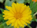 Calendula officinalis (common marigold) Royalty Free Stock Photo