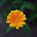 Calendula officinalis flower close up Royalty Free Stock Photo