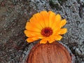 Calendula officinalis close up on the bark of a tree Royalty Free Stock Photo