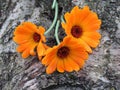 Calendula officinalis close up on the bark of a tree Royalty Free Stock Photo