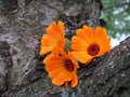 Calendula officinalis close up on the bark of a tree Royalty Free Stock Photo