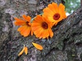 Calendula officinalis close up on the bark of a tree Royalty Free Stock Photo