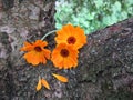 Calendula officinalis close up on the bark of a tree Royalty Free Stock Photo