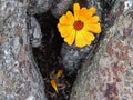 Calendula officinalis close up on the bark of a tree Royalty Free Stock Photo