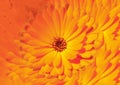 Calendula officinalis. Flower on Content-Aware Background.