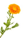 Calendula Officinalis, flower with leaves isolated on a white background Royalty Free Stock Photo