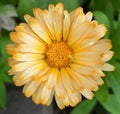 Calendula officinalis flower, marigold Royalty Free Stock Photo