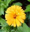 Calendula officinalis flower, marigold Royalty Free Stock Photo