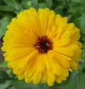 Calendula officinalis flower, marigold Royalty Free Stock Photo